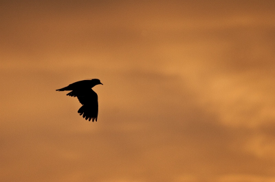 Gister even een stukje met mijn nieuwe (tweedehandse) lens op pad geweest. De eerste keer dat ik foto's maakte met deze lens, en het bevalt me prima. De Sigma 120-400 OS is een prima lens voor z'n geld. Hier het eerste resultaat, een silhouet van een Kieviet.