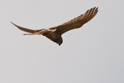 JAAAA!!!! 
Vandaag was het raak, voor het eerst een Torenvalk kunnen fotograferen.
Toen ik uit de vogelhut bij de Starrevaart kwam, zag ik de TV al vliegen. Zodra ik mijn camera in aanlag had, begon hij te bidden. Gelukkig deed hij er langer over dan ik, zodat ik naar hem toe kon lopen. Hij bleef even rustig door bidden en dook naar beneden. Net toen ik dacht, die blijft beneden om zijn prooi op te eten, maar nee, hij kwam weer omhoog en vloog weg met een muis. Heel gaaf om van dichtbij mee te maken. Voor mij de eerste keer!