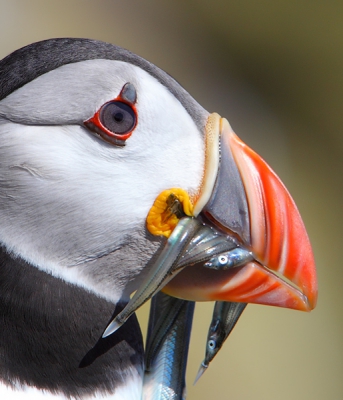 Fratercula arctica / Papegaaiduiker / Atlantic Puffin