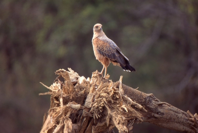 op het erf van de boederij waar we zaten in venuzuela,zat op een prachtige boomstronk deze savannebuizerd!!!!!!!!!!!!