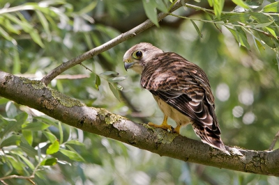 Vandaag weer een rondje Starrevaart gedaan. Weinig te zien dit keer, maar wel dit.
Lees het hele verhaal (met meer foto's) op
mijn website.

onvlee-foto.weebly.com