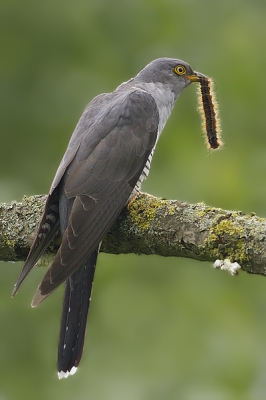 Ik zag deze koekoek een rups vangen,kon deze foto knippen maar voordat hij me aan keek had ik mijn kaartje vol. Ondanks dat hij me niet aan keek  ging ik toch tevreden naar huis.