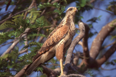 we hebben ons erg vermaakt op de boederij in de lanos wat een paradijs!!!!!!!!!!!!het is een jonge vogel.