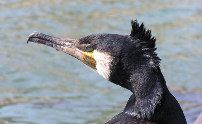 Deze aalscholver zat in de jachthaven van Terschelling op een vingerpiertje en liet zich tot heel dichtbij benaderen. Hij was helemaal niet bang. ondanks dat het al redelijk druk was in de haven en er veel mensen langs hem liepen.
Wat hebben deze dieren toch een prachtige felgroene ogen