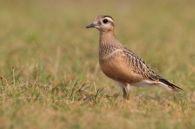 Enorm genoten van de 2 Morinelplevieren die aanwezig waren op de parkeerplaats van Hargen aan Zee. Het was de eerste keer dat ik deze soort zag in de 2 jaar dat ik nu vogelspot.

Ik kende de verhalen al wel over het feit dat deze vogels zeer mak zijn, maar als je dat dan ook is een keer meemaakt, ongelofelijk! Ik vond de Waterspreeuw al mak en de strandlopers aan de kust, maar deze vogel slaat alles! Regelmatig liepen ze letterlijk de lens in en kon je alleen nog maar toekijken hoe het beestje voor je neus foerageerde. Om te laten blijken hoe erg ze zich op hun gemak voelde gingen ze pal naast me plat op de grond liggen om even te rusten. Je zou haast denken dat ze het gezellig vonden. 

Kortom, een top ervaring en dat wordt nog lang nagenieten van de foto's met de bijbehorende herinnering! 

Meer foto's uit de serie zijn te vinden op mijn website.