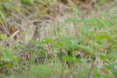 Tijdens mijn vakantie in Duitsland zag ik regelmatig deze vogel. Nou ja, regelmatig, twee keer per week. Soms op de grond, soms in een struik.
Is het een graspieper of soms een boompieper? Geluid maakte hij of zij niet veel.