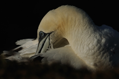 Afgelopen weekend ben ik naar Helgoland geweest en ik moet zeggen dat was erg leuk. Het was niet zo druk met fotografen en het waaide nogal hard. Geen idee of dat altijd zo is daar, maar het maakte het niet al te moeilijk om vlieg (lees: hang) beelden te maken. Ook de close-ups waren te doen met verschillende soorten licht. Al met al een erg geslaagd weekend. Afgelopen weekend ben ik naar Helgoland geweest en ik moet zeggen dat was erg leuk. Het was niet zo druk met fotografen en het waaide nogal hard. Geen idee of dat altijd zo is daar, maar het maakte het niet al te moeilijk om vlieg (lees: hang) beelden te maken. Ook de close-ups waren te doen met verschillende soorten licht. Al met al een erg geslaagd weekend.