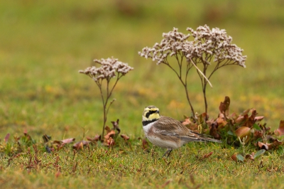 Nog wat verder geknutseld met de kleurtemperatuur. Hier eentje met 6000K, wordt mij te groen / geel.