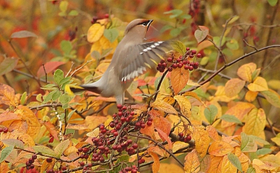 hier nog een foto van de pestvogel,nu ze aanwezig zijn moet je het er van nemen,want het kan weer een paar jaar duuren voor dat ze naar ons land komen!!