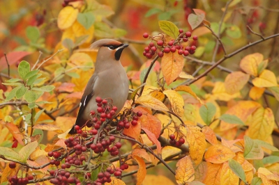 nog een pestvogel foto die ik wil delen,als ze weer eens in het land aanwezig zijn blijf je deze mooie vogel volgen!!!!