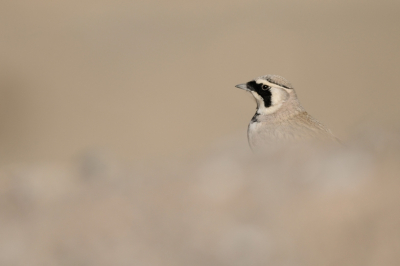 Strandleeuw zat op een hellinkje onder mij. Voorgrond is rand van helling, achtergrond vallei.

Nikon D3s + Nikon 300mm 2.8 VRII