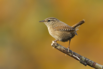 Deze winterkoning heb ik vast kunnen leggen toen de herfst nog in volle gang was.