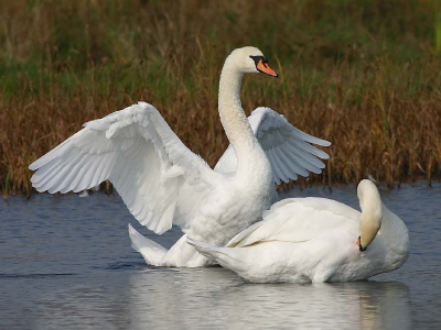 Daar ik een paar dagen een Canon 400mm 5.6 lens op proef heb ben ik vanmiddag even naar Lentevreugd geweest. Net op tijd om deze zich soignerende zwanen vast te leggen. 
Nu nog beslissen of ik de lens zal houden of niet.