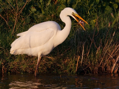 Soms moet je gewoon geluk hebben. Toen ik deze grote zilverreiger onverstoord langs een slootkant zag lopen ondanks het passerende verkeer, ben ik omgedraaid en heb de auto zo'n 20 m voor de vogel uit geparkeerd en gewacht tot hij voorbij zou lopen. Dat hij dan ook nog pal voor mijn neus een baarsje uit de sloot viste, had ik alleen durven dromen.