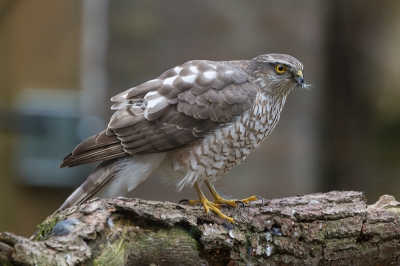 Voor het eerst had ik gisteren een sperwer in de tuin. Hij/zij had net een koolmees te pakken en bleef gelukkig rustig oppeuzelen. Prachtig om deze vogel zo dichtbij te zien.
Groet  Dave