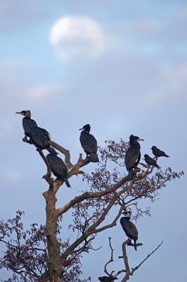 er waren honderden aalscholvers bij ons aan het uitrusten,s,avonds werdt er geslapen in de hoge boomen,ik ben zo gaan staan met de camera dat ik de maan erachter kreeg!!!!