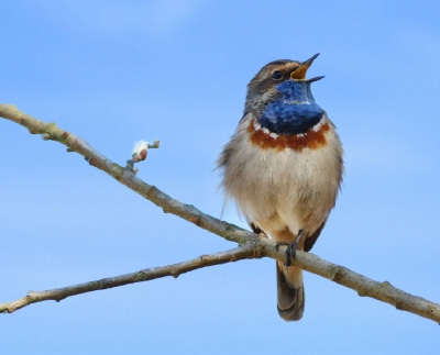 De blauwborst is weer terug in het land. Deze kwam ik tegen in de Oostvaardersplassen. Na een tijdje tussen het riet te hebben gezeten vloog hij naar een boom waar ik mooi de tijd had om hem te fotograferen.