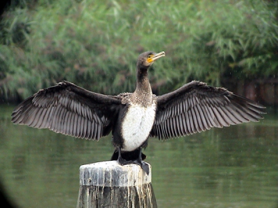 juv in stevige regen