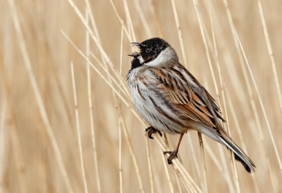 Was die dag weer voor de Bruine Kiekendief naar de polder geweest.
Maar deze RG gaat steeds voor mijn in het riet tussen de rietstengels zitten te zingen.
Dat was deze keer weer eens vrij voor de stegels.
Gr. Jan