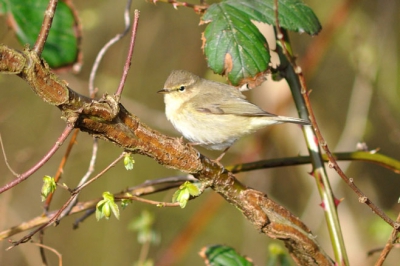 Genomen in de ochtendzon, klein vogeltje dat laag in de struiken en af en toe hoger rondvliegt.  Kan iemand helpen met de determinatie?