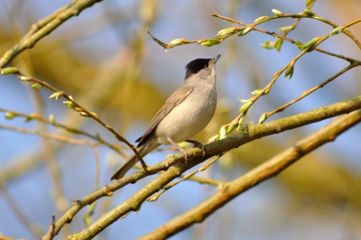 Zwartkop op zoek naar wat eetbaars.   Genomen in de ochtendzon, de vogel zocht wat eetbaars in de uitlopende bomen.  Alle suggesties welkom, ik probeer het vak te leren.