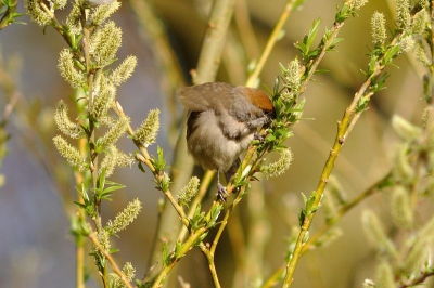 De wilg was populair bij zwartkoppen en staartmeesjes.   Helaas waren de staartmeesjes snel weg.  Dit zwartkop vrouwtje heeft wat gevonden om te snoepen.