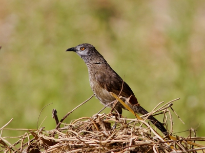 Toen we terug kwamen van een uitstap door de kreken stopten we bij vrouwen die oesters aan het schoonmaken waren langs de kant van de weg. Ik werd afgeleid door vogels die op de achtergrond aan het rondscharrelen waren.