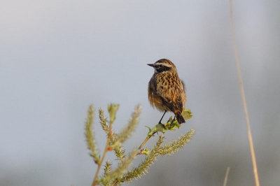 Vanochtend genomen in het rietveldje.  Er zat van alles: blauwborst, rietzangers, rietgord en dit paapje dus.  Voor mij weer een nieuw vogeltje in mijn foto-verzameling.