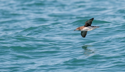 Puffinus huttoni / Huttons Pijlstormvogel / Hutton's Shearwater