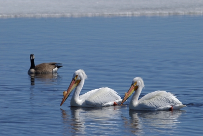 Pelecanus erythrorhynchos / Witte Pelikaan / American White Pelican