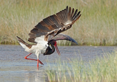 Bird picture: Ciconia nigra / Zwarte Ooievaar / Black Stork
