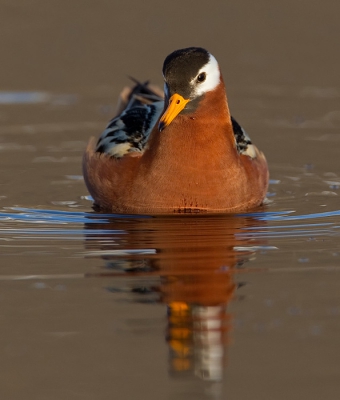 Bird picture: Phalaropus fulicarius / Rosse Franjepoot / Red Phalarope
