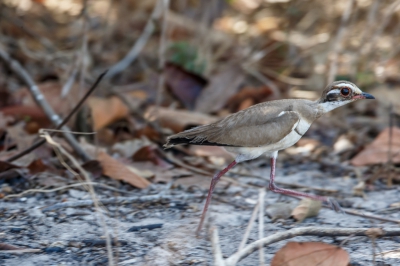 Bird picture: Rhinoptilus chalcopterus / Bronsvleugelrenvogel / Bronze-winged Courser