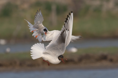 Bird picture: Sterna hirundo / Visdief / Common Tern