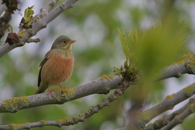 Bird picture: Emberiza hortulana / Ortolaan / Ortolan Bunting