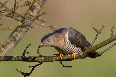 Bird picture: Cuculus canorus / Koekoek / Common Cuckoo