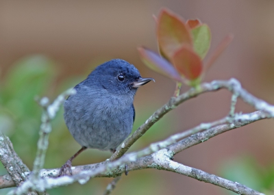 Bird picture: Diglossa plumbea / Leigrijze Berghoningkruiper / Slaty Flowerpiercer