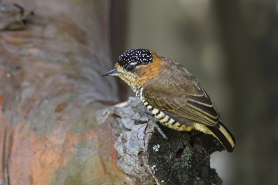 Bird picture: Picumnus temminckii / Temmincks Dwergspecht / Ochre-collared Piculet