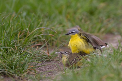 Bird picture: Motacilla flava / Gele Kwikstaart / Blue-headed Wagtail Bird picture: Motacilla flava / Gele Kwikstaart / Blue-headed Wagtail