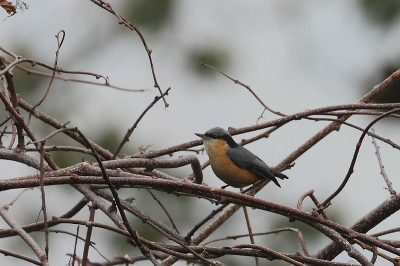 Vogel foto: Sitta himalayensis / Witstaartboomklever / White-tailed Nuthatch