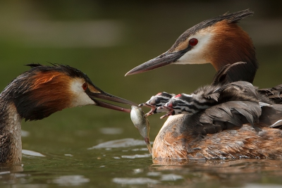Vogel foto: Podiceps cristatus / Fuut / Great Crested Grebe