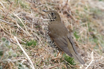 Vogel foto: Zoothera mollissima / Himalyalijster / Plain-backed Thrush