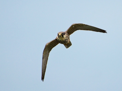 Vogel foto: Falco subbuteo / Boomvalk / Eurasian Hobby