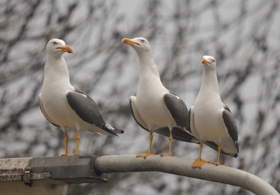 Vogel foto: Larus fuscus / Kleine Mantelmeeuw / Lesser Black-backed Gull