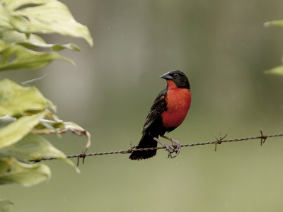 Vogel foto: Sturnella militaris / Zwartkopsoldatenspreeuw / Red-breasted Blackbird