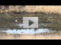 Anser anser / Grauwe Gans / Greylag Goose