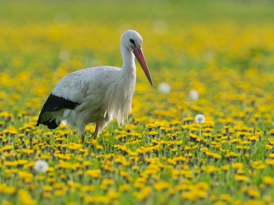 Bird picture: Ciconia ciconia / Ooievaar / White Stork Bird picture: Ciconia ciconia / Ooievaar / White Stork
