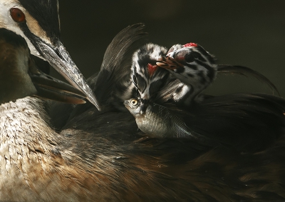 Bird picture: Podiceps cristatus / Fuut / Great Crested Grebe Bird picture: Podiceps cristatus / Fuut / Great Crested Grebe