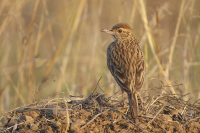 Calendulauda sabota / Sabotaleeuwerik / Sabota Lark