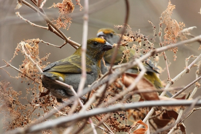 Carpodacus subhimachalus / Himalayahaakbek / Crimson-browed Finch